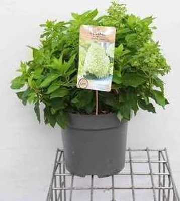 Obrázek produktu pro Hydrangea pan. 'Little Spooky'® - Hortenzie 60- 80 cm Kontejner