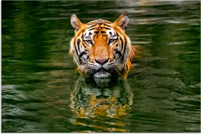 Produktbild von MuchoWow® Poster Tiger - Wasser - Spiegelung 180x120 cm - Fotoplakat