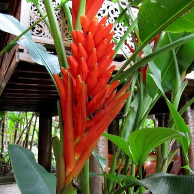 Obrázok produktu pre Červená okrasná banán (Musa coccinea) - 5 semien