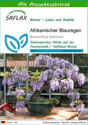 Produktbild von SAFLAX - Afrikanischer Blauregen - Bolusanthus speciosus - 15 Samen - Mit keimfreiem Anzuchtsubstrat
