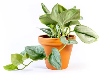 Produktbild von Gardners Scindapsus Moonlight, Durchmesser 12 cm
