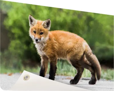 Produktbild von Gartenposter - 120x80 cm - Foxboy  - Modernes WaldTierposter Bilder - Wilde Tierposter