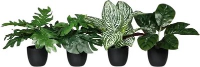 Produktbild von aplanta Künstliches Grünpflanzenset - Rio | 27 cm, für drinnen, Kunstpflanze, wie echt, Allergiker geeignet, pflanzliche Dekoration Praxis, Office & Wohnzimmer
