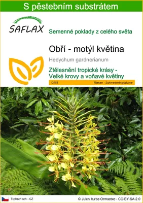 Obrázek produktu pro SAFLAX - Obří - motýl květina - Hedychum gardnerianum - 10 Semena - S pěstebním substrátem bez klíčků