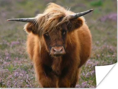 Produktbild von MuchoWow® Poster Schottische Hochlandbewohner - Heidelandschaft - Tiere 160x120 cm - Foto Plakat