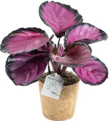 Zdjęcie produktu dla Calathea roseopicta Rosy M - Egzotyczna roślina doniczkowa z różowymi akcentami | Roślina oczyszczająca powietrze w domu