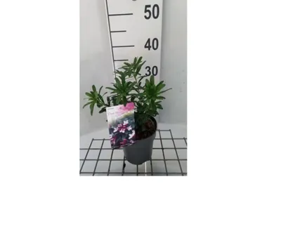 Obrázok produktu pre Daphne trans. 'Eternal Fragrance Pink'® - Seidelbast 20- 25 cm Kontajner