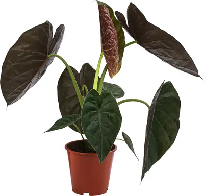 Produktbild von Dehner Pfeilblatt, Alocasia Wentii, großes Blattwerk, 45 cm inkl. Pflanztopf, Ø Topf 19 cm, Zimmerpflanze