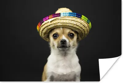 Produktbild von MuchoWow® Poster Hund - Sombrero - Schwarz 30x20 cm - Plakate - Print