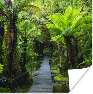 Produktbild von MuchoWow® Poster Neuseeland - Pfad - Dschungel 100x100 cm - Babyzimmer