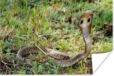 Produktbild von MuchoWow® Poster Cobra-Schlange im grünen Gras 180x120 cm - Fotoplakat