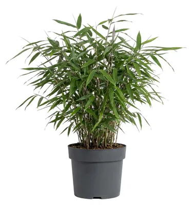 Zdjęcie produktu dla Bloomique - Fargesia Asian Wonder - Bambus - Nieinwazyjny - Rośliny ogrodowe - Roślina żywopłotowa - 20-40 cm wysokości - Doniczka 14 cm