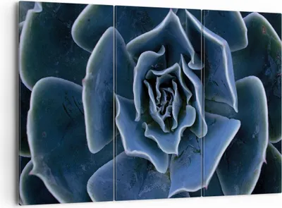Produktbild von Bild auf Leinwand - Leinwandbild - 3 Teile - Blau Kaktus Blume - 165x110cm - Wand Bild - Wanddeko - Wandbilder - Leinwanddruck - Bilder - Wanddekoration - Leinwand bilder - Wandbild - CE165x110-5008