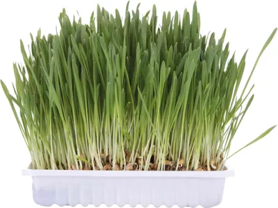 Produktbild von Trixie Katzengras-Saat - ca. 100 g