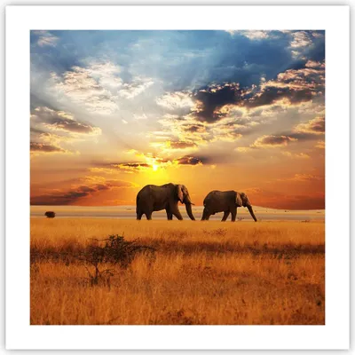 Produktbild von Poster - Poster ohne Rahmen - Elefanten Safari Dschungel Busch - 50x50 cm - Wand Bild - Wanddeko - Wandbilder - Kunstposter - Wandposter - Bilder - Kunstdruck - Wandbild - P2XAC50x50-3150