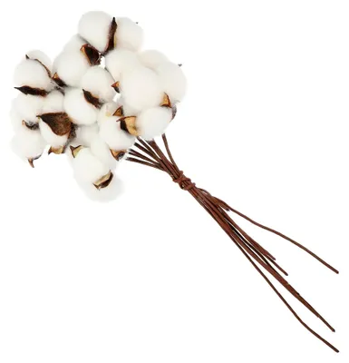 Produktbild von Getrocknete Baumwollzweige mit weißen Baumwollblüten für DIY-Trockenblumen-Dekoration