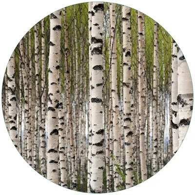 Produktbild von Wallario Premium Glasbild, freischwebende Optik, kräftige Farben, rund 50cm Durchmesser, Motiv Birkenwald - Baumstämme in schwarz weiß