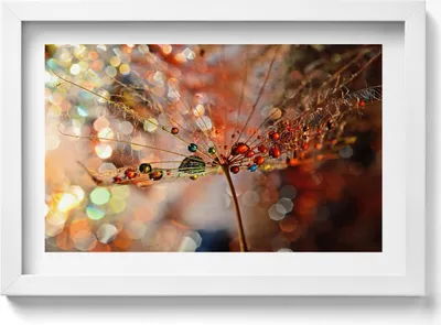Produktbild von Gebläse und Tau– Wandbild mit Rahmen – Gerahmtes Bild  – Wanddekoration – 30x20 cm –  Weiß Rahmen