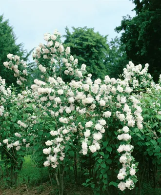 Produktbild von Philadelphus 'Minnesota Snowflake', Duftjasmin, weiß, 60–100 cm