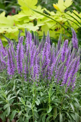 Produktbild von Veronica spicata 'Blauteppich', Ehrenpreis, blau, ca. 9x9 cm Topf