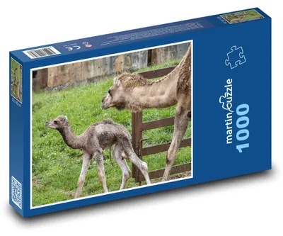 Obrázek produktu pro Puzzle 1000 Velbloudi - dromedár s mládětem - martinpuzzle
