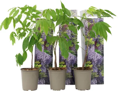 Produktbild von Blauregen - 3 Stk - Wisteria sinensis - Höhe 25-40cm - ⌀9cm