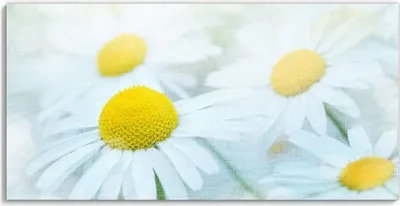 Produktbild von DEQORI Hybrid Leinwand Bild 60x30 cm 'Frühlingsgänseblümchen' Wandbild Glas flach modern