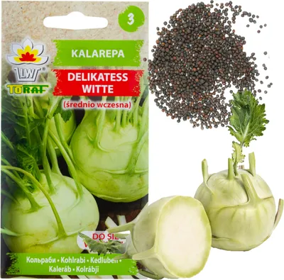 Zdjęcie produktu dla W1073 KALAREPA NASIONA KALAREPY DELIKATESS WITTE BIAŁA ŚR WCZESNA  2G wiosna/lato