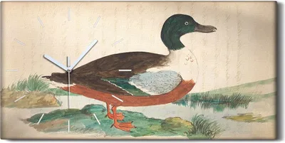 Produktbild von Wanduhr Uhr Wandbild Leinwand Geräuschlos 60x30 Vögel Wild Tiere Zeichnung Kunst - weiße Hände