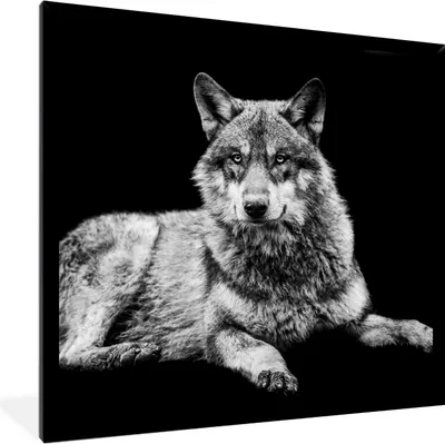 Produktbild von MuchoWow® Gerahmtes Poster Wildlife - Wolf - Schwarz - Weiß 40x40 cm - Poster mit Schwarzem Bilderrahmen Wandposter Rahmen Foto Bilder - Mit Rahmen - Wanddekoration Schlafzimmer