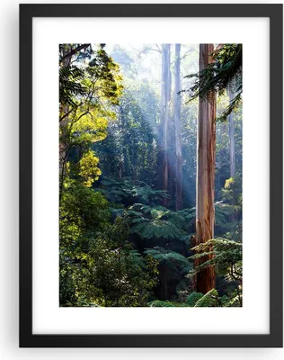 Produktbild von Gerahmtes Poster - Schwarzer Rahmen - Morgendämmerung Bäume Wald - 30x40 cm - Wand Bild - Wanddeko - Wandbilder - Kunstposter - Wandposter - Bilderrahmen - Bilder - Kunstdruck - P2BPA30x40-4403