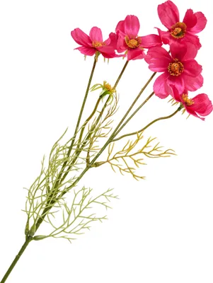 Produktbild von Cosmea Zweig mit 5 Blüten, L ca. 67 cm