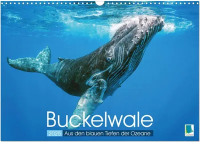 Produktbild von Buckelwale: Aus den blauen Tiefen der Ozeane (Wandkalender 2025 DIN A3 quer), CALVENDO Monatskalender