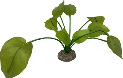Produktbild von Aqua Della Aquarium Dekoration Anubias 2 grün