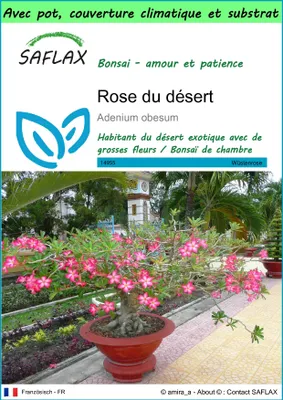 Image de SAFLAX Garden to go - Rose du désert - 8 graines - Adenium