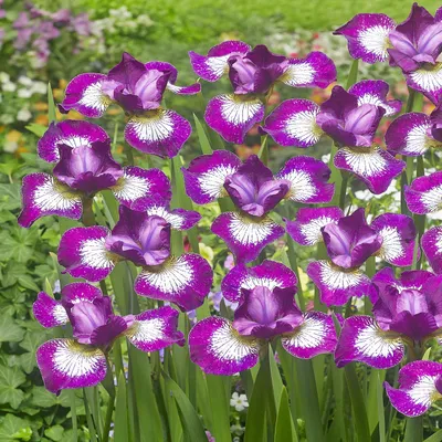 Obrázok produktu pre Sibírsky kosatec Currier 1 ks Sadenice kosatca Iris Iris