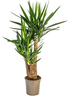 Zdjęcie produktu dla Yucca Elephantipes rozgałęziona - 80-100cm - Ø24cm - Roślina doniczkowa - Zimozielony