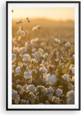 Produktbild von Gerahmtes Poster - Schwarzer Rahmen - Baumwolle Feld Acker - 61x91,5 cm - Wand Bild - Wanddeko - Wandbilder - Kunstposter - Wandposter - Bilderrahmen - Bilder - Kunstdruck - Wandbild - P2BPA61x91-4299