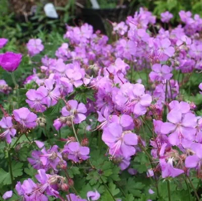 Obrázek produktu pro 6 x storchschnabel  - Geranium cantabrigiense 'Cambridge'  | Květináč 9 cm x 9 cm