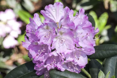 Produktbild von Rhododendron 'Snipe', zartrosa, 20–25 cm