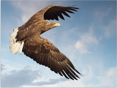Produktbild von MuchoWow® Poster Fliegender Europäischer Seeadler 160x120 cm - Foto Plakat