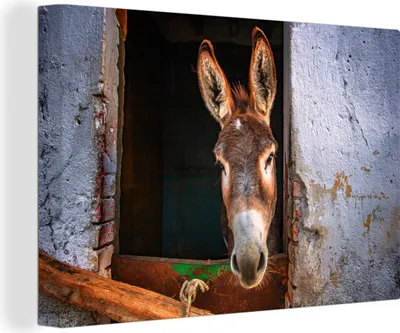 Produktbild von OneMillionCanvasses® - Leinwandbilder - 140x90 cm, Esel im Stall, Wandbilder Kunstdruck Wanddekoration - Foto auf Leinwand - Gemälde auf Holzrahmen