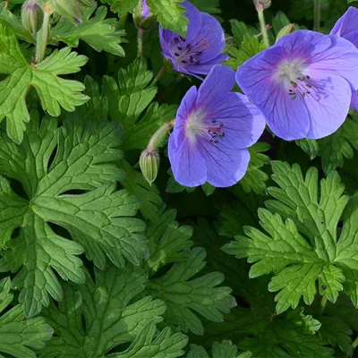 Produktbild von 6 x Himalaya Storchschnabel - Geranium himalayense  | Topf 9cm x 9cm