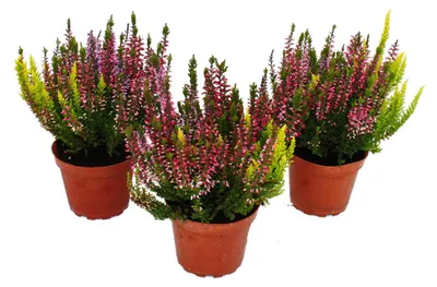 Obrázok produktu pre Calluna vulgaris (vysoká vresová) – súprava 3 rastlín. Vysoko rastúca vresová rastlina, mrazuvzdorná, v 11 cm kvetináči, viacfarebná