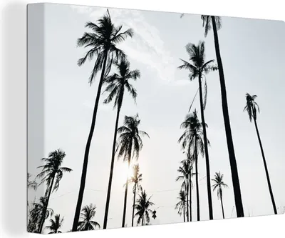 Zdjęcie produktu dla OneMillionCanvasses® - Obraz na płótnie - Fototapeta na płótnie - Palmy - Lato - Tropikalny - 150x100cm - Fotografia na płótnie - obraz