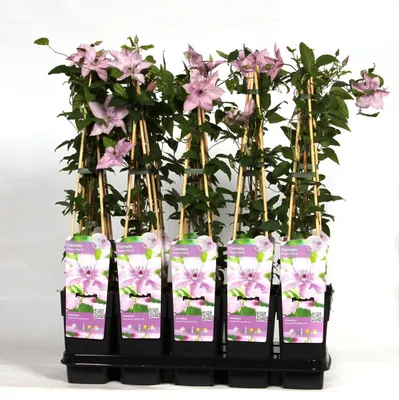 Productafbeelding van Waldrebe, Clematis 'Hagley Hybrid', 60-80 cm, klimplant