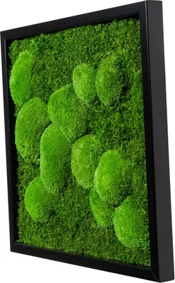 Produktbild von Moosbild 35x35cm 50% Flachmoos/ 50%Kugelmoos (schwarz)