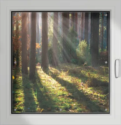 Produktbild von Wallario Lichtschutzbild, Dekorativer Sichtschutz Sonnenschutz 96 x 93 cm mit Motiv: Sonnenstrahlen im Herbstwald - Verdunklung ohne Bohren