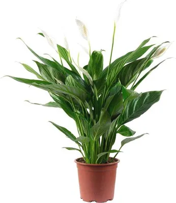 Produktbild von Famanu Zimmerpflanze Spathiphyllum - 4-8 Blumenknospen, 70 cm hoch, 17 cm Topfdurchmesser