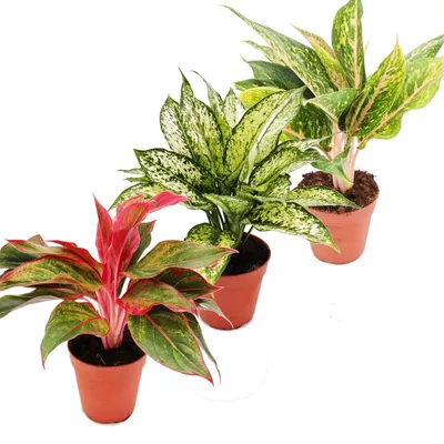 Obrázek produktu pro Pestrobarevný pístový závit - Sada 3 ruzných rostlin Deluxe - Aglaonema 12cm